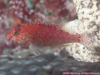 hawkfish