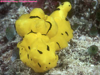 Notodoris minor