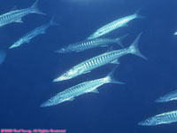 barracudas