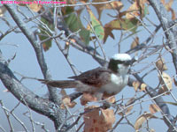 southern white-crowned shrike