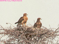 tawny eagles on nest