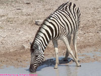zebra drinking
