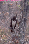 black-breasted snake eagle