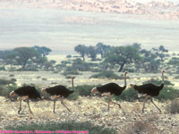 male ostriches