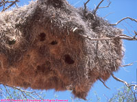 social weaver nest