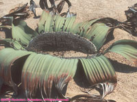 welwitschia plant