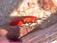 Welwitschia bug