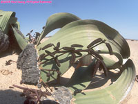male welwitschia