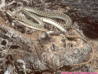 Namib sand snake