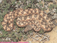 western keeled snake
