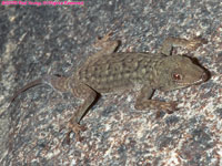 Bradfield's Namib day gecko