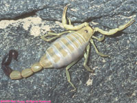 yellow scorpion