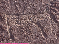 zebra petroglyph