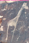 giraffe petroglyph