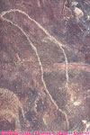 seal petroglyph