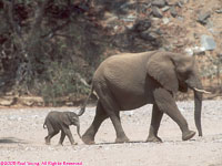 desert elephant and calf