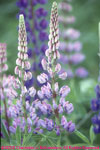 pink lupines