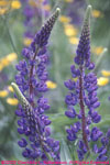 purple-blue lupines