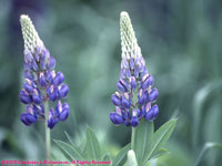 two purple lupines
