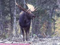 bull moose