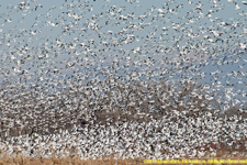 snow geese taking off