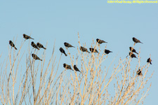 blackbirds