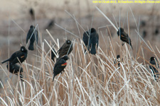 blackbirds