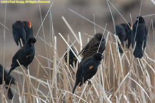 blackbirds