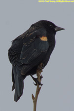 red-winged blackbird