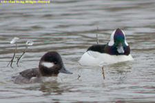 female and male