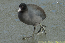 coot walking