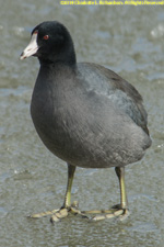 coot