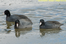 coots