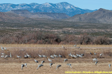 cranes and mountains