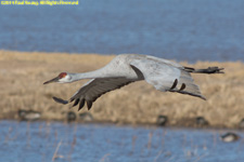 flying crane