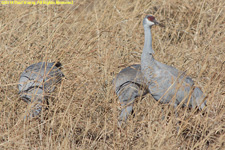 cranes in field