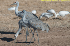 cranes and geese