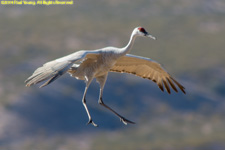 crane landing