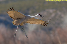 crane landing