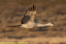 crane in flight