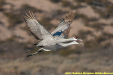 cranes in flight