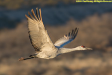 crane in flight