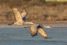 cranes in flight