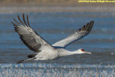 crane in flight