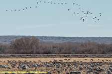 cranes in field