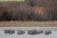 cranes roosting in pond