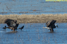 adult and juvenile