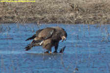 juvenile feeding