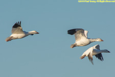 snow geese