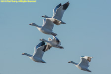 snow geese